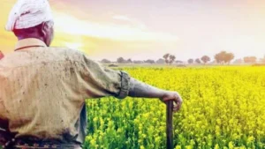 हरियाणा: आ/ग से फसलों को हुए नुकसान पर किसानों को मिलेगा मुआवजा, CM सैनी ने की घोषणा।