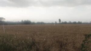 Punjab Weather: पंजाब में फिर बदला मौसम, आज और कल आंधी के साथ होगी बारिश; ओलावृष्टि का ऑरेंज अलर्ट